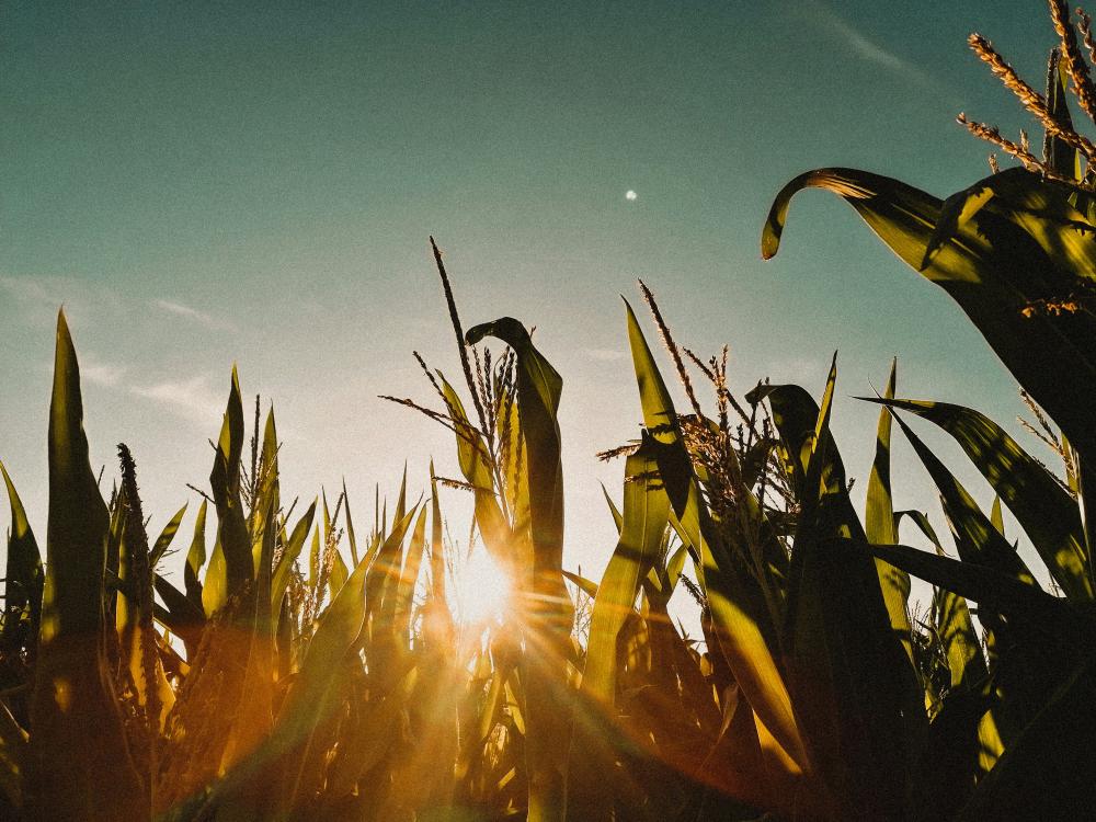 Field of corn against a darkening sky - Sindy Sussengut